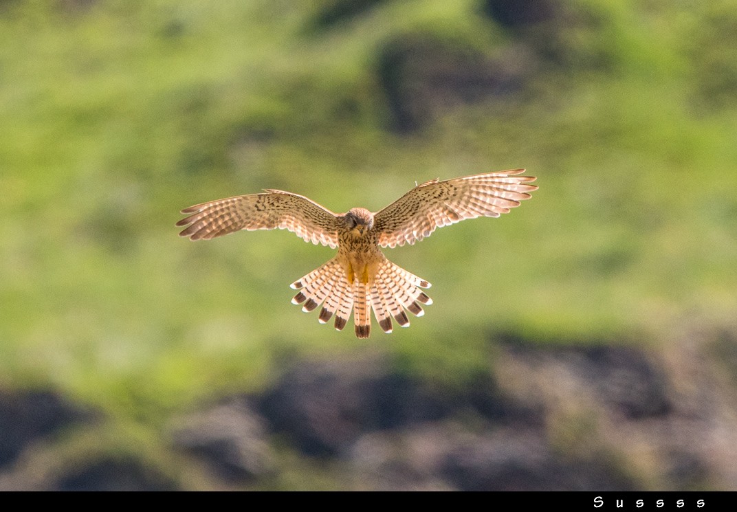 Начин шонхор - ML626363699