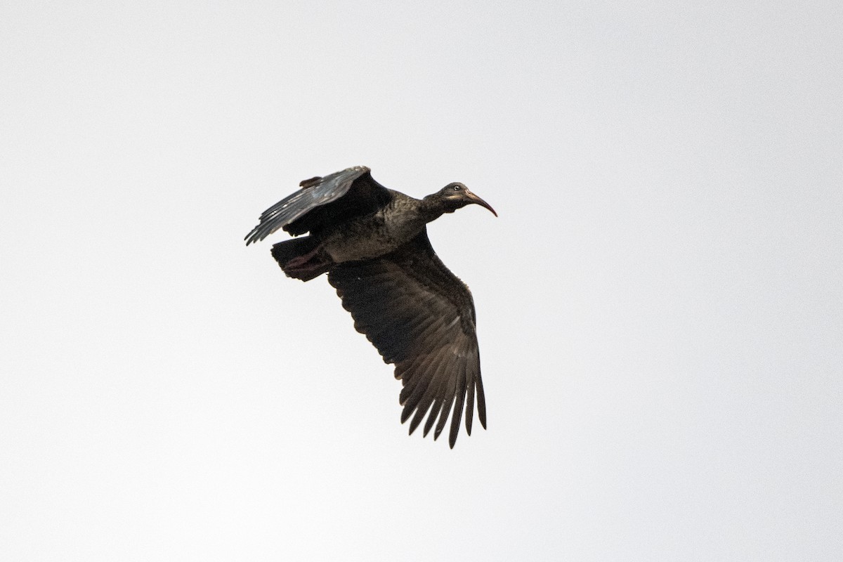 Wattled Ibis - ML626363811