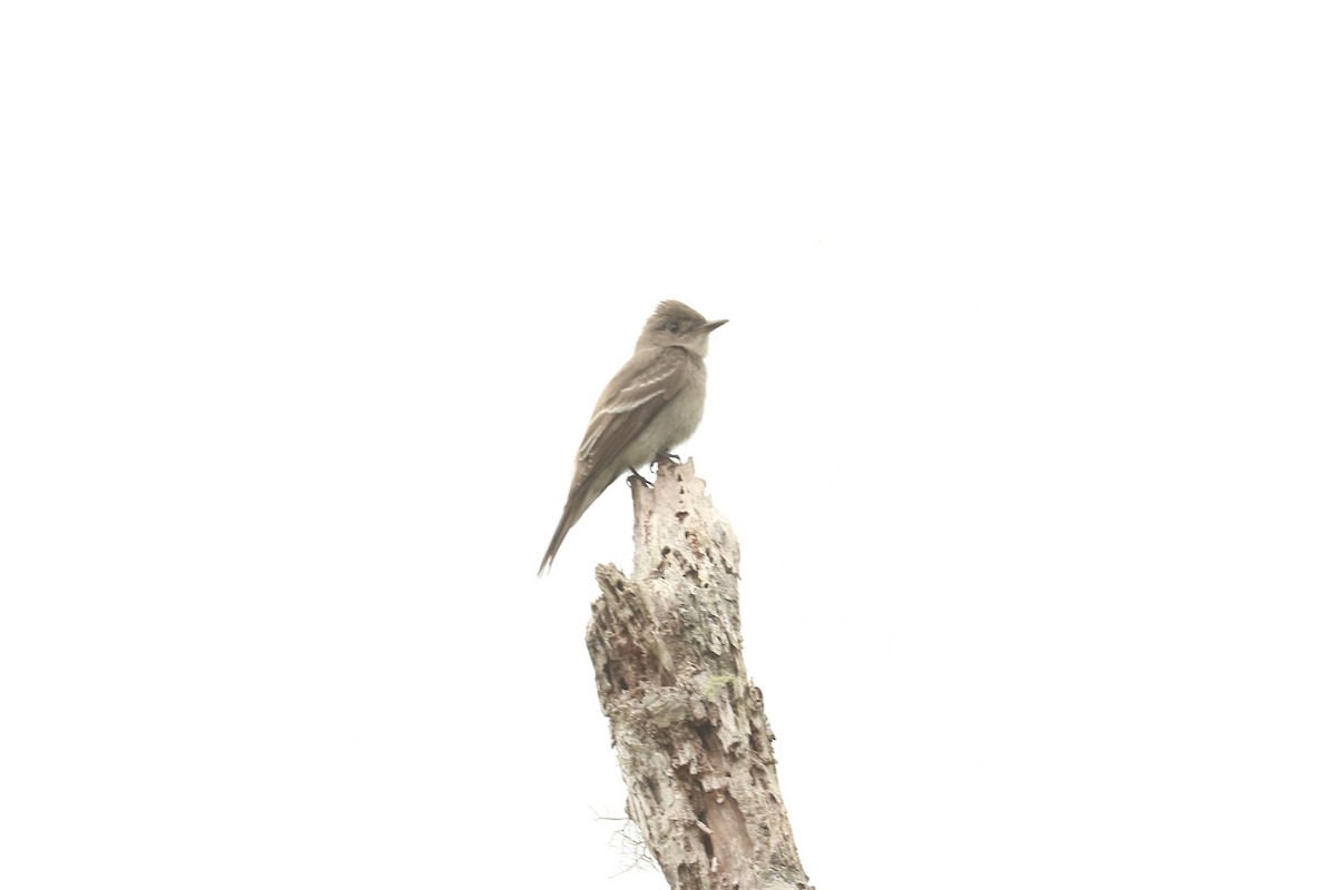 pewee sp. (Contopus sp.) - ML626363855