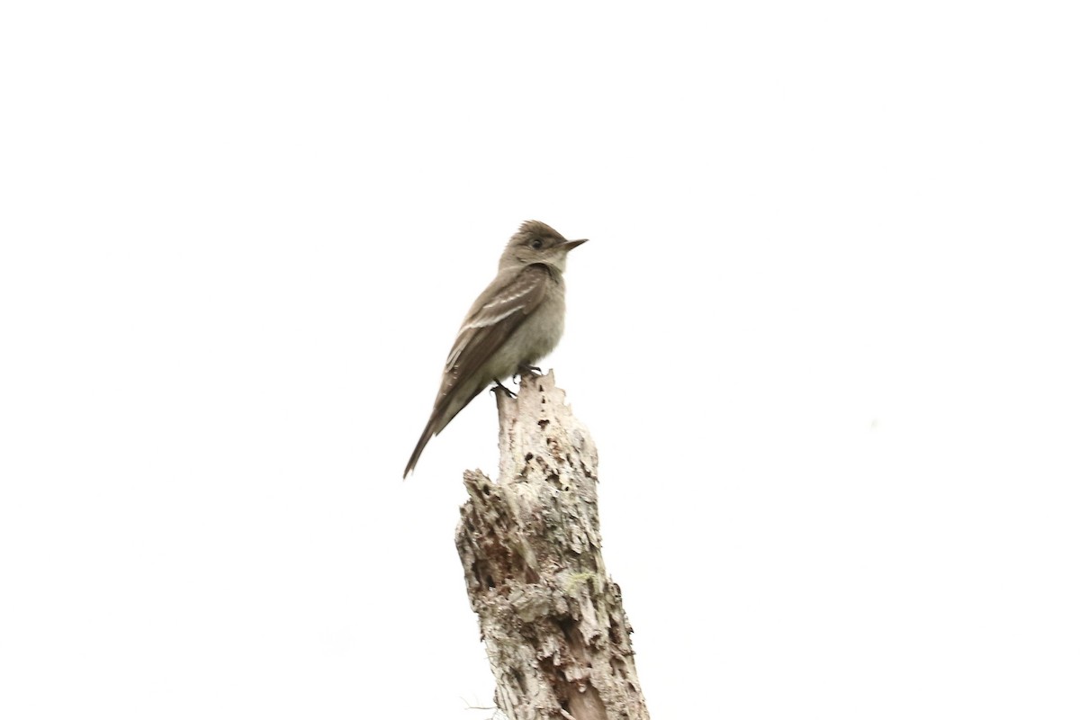 pewee sp. (Contopus sp.) - ML626363856