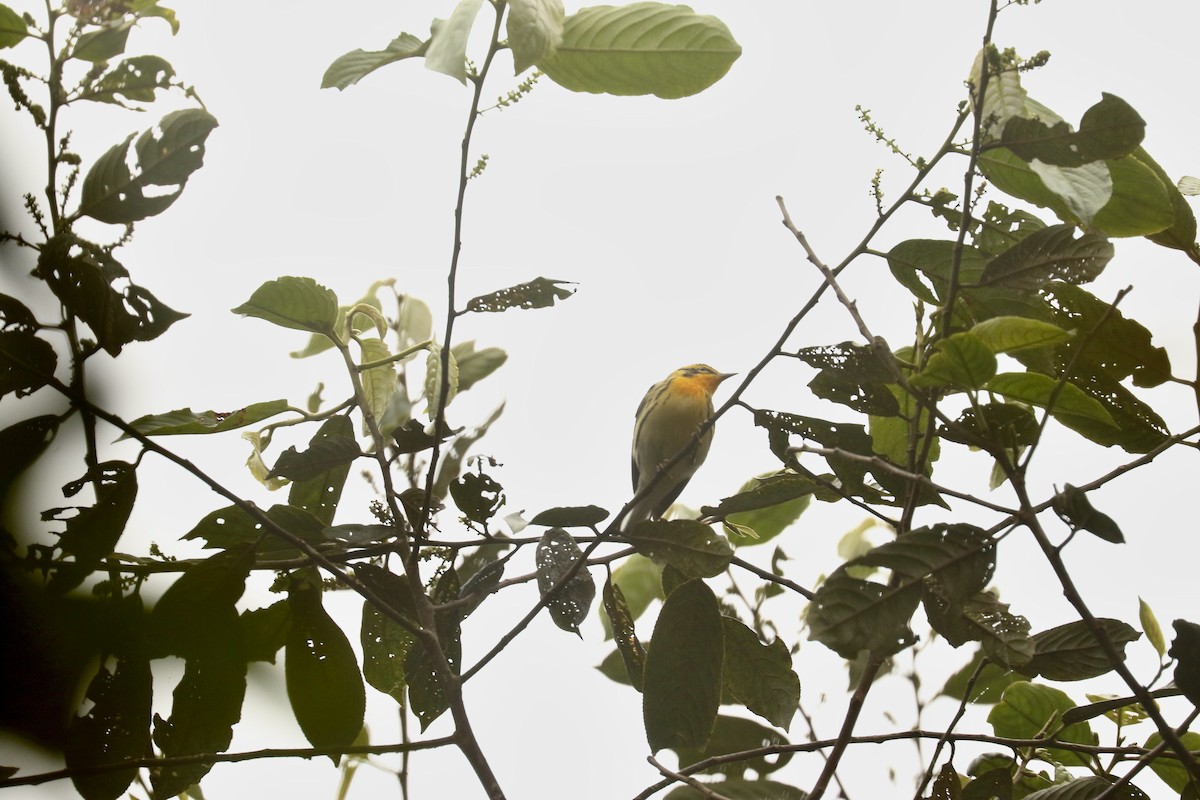 Blackburnian Warbler - ML626363859