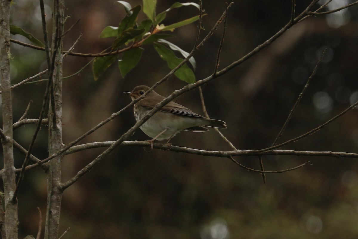 Swainson's Thrush - ML626363871