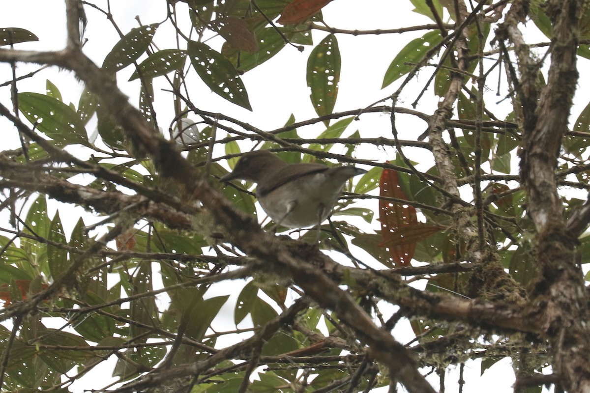 Black-billed Thrush - ML626363876