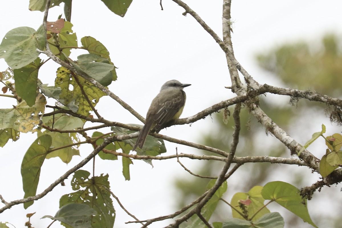 Tropical Kingbird - ML626363878