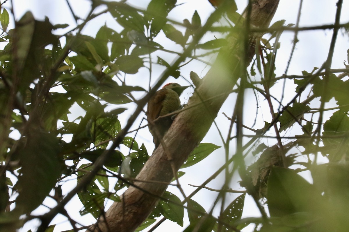 Golden-olive Woodpecker - ML626363880