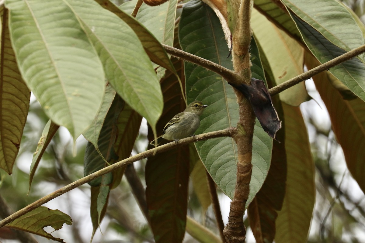 Golden-faced Tyrannulet - ML626363889