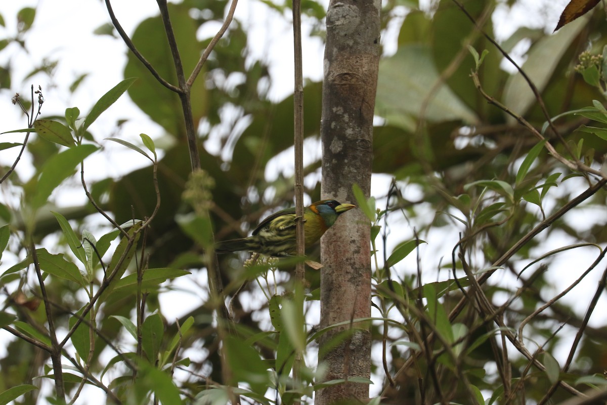 Red-headed Barbet - ML626363917