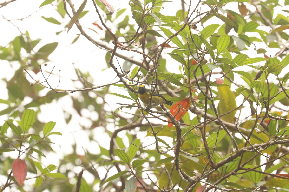 Orange-bellied Euphonia - ML626363933