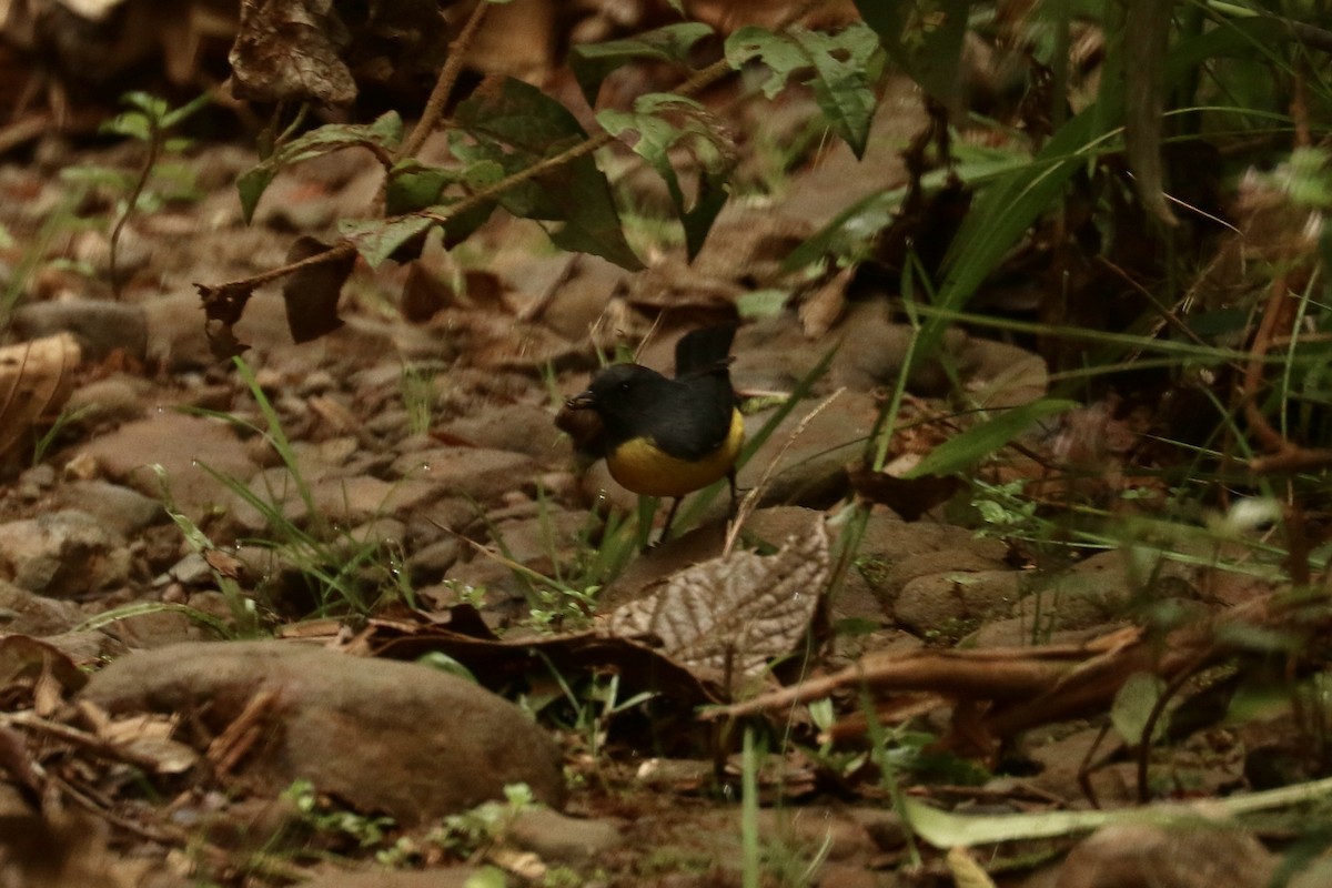 Slate-throated Redstart - ML626363934