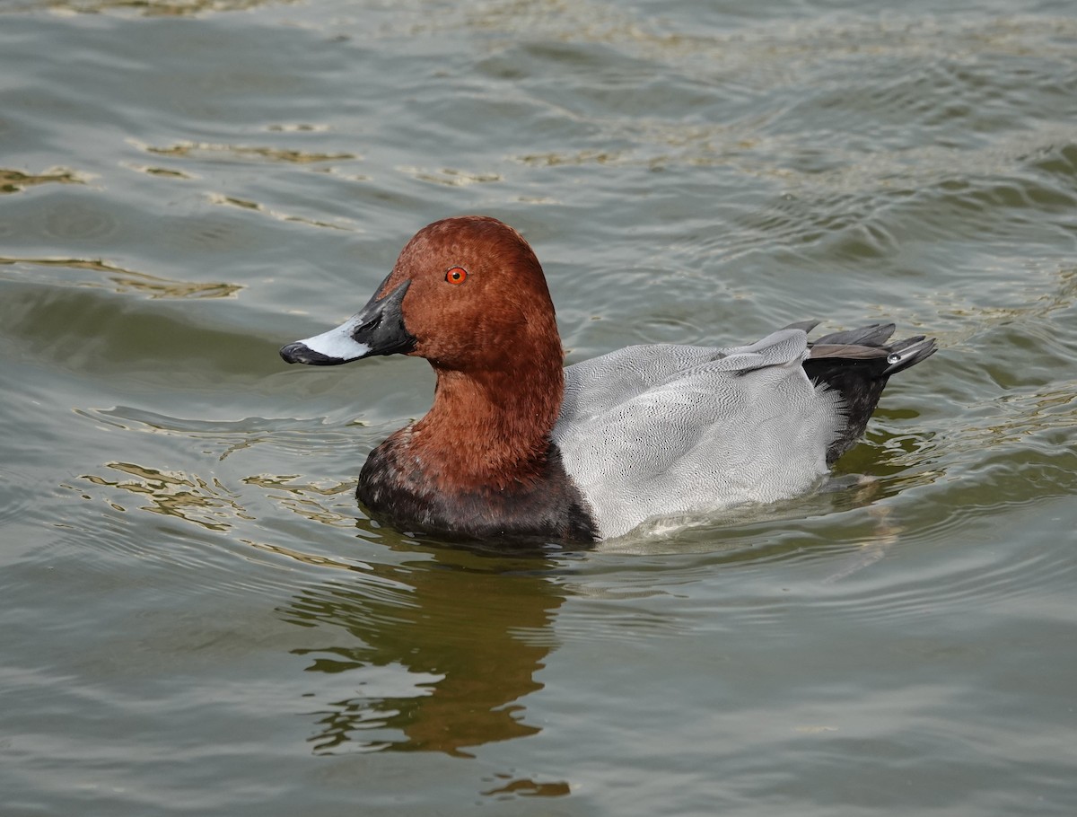 Common Pochard - ML626364897