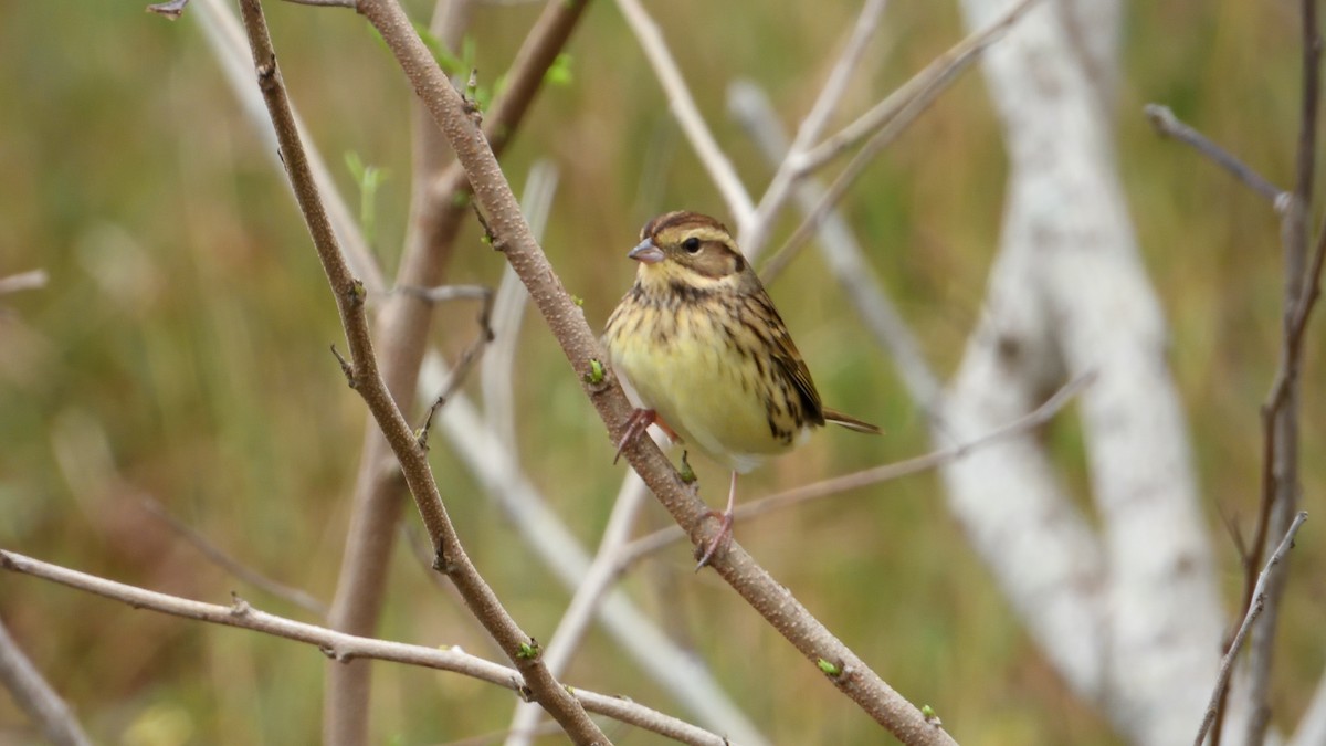 Black-faced/Masked Bunting - ML626364907