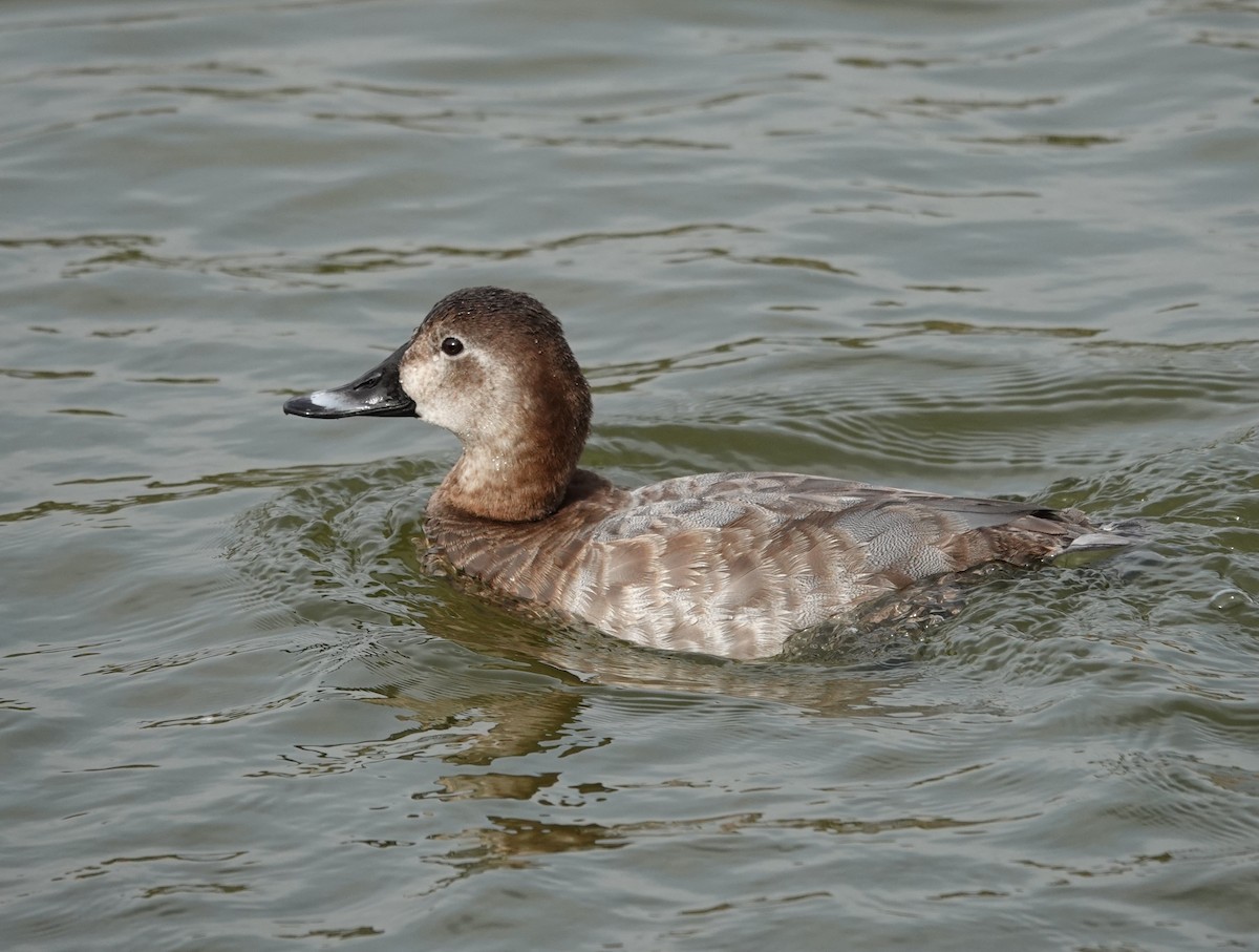 Common Pochard - ML626364911