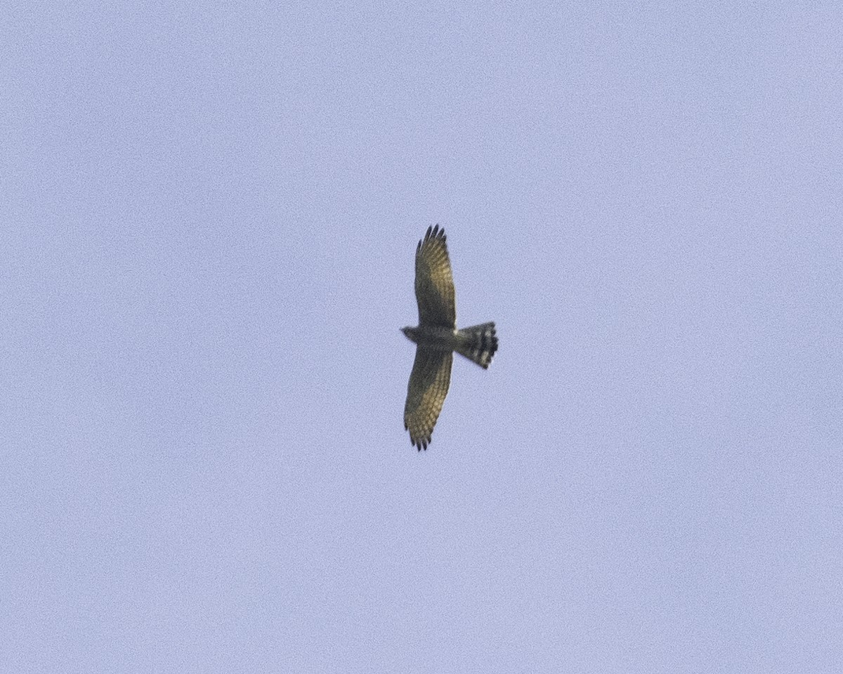 Gray-faced Buzzard - ML626365095