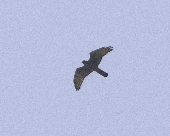Gray-faced Buzzard - ML626365096