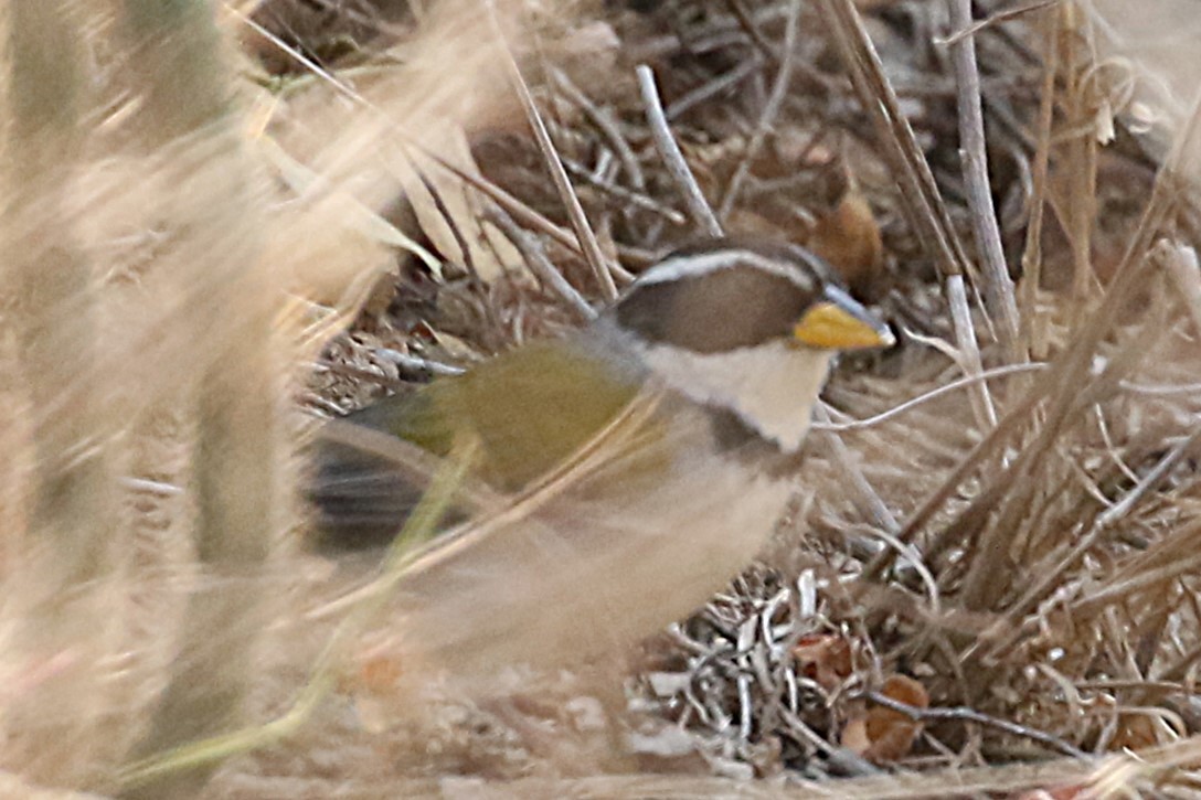 Moss-backed Sparrow - ML626365323