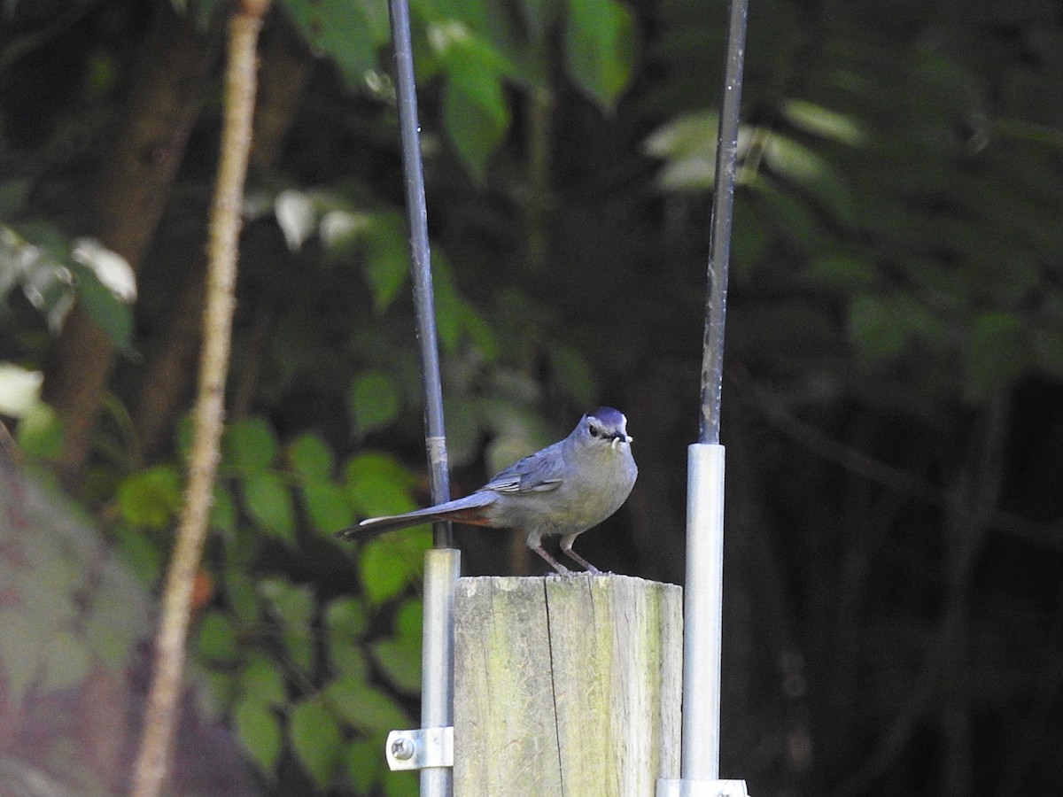 Gray Catbird - ML62636551