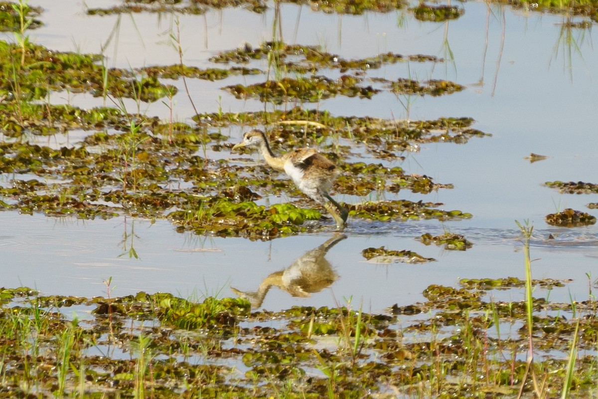 Bronze-winged Jacana - ML626365583