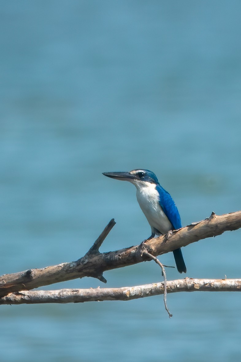 Collared Kingfisher - ML626365708