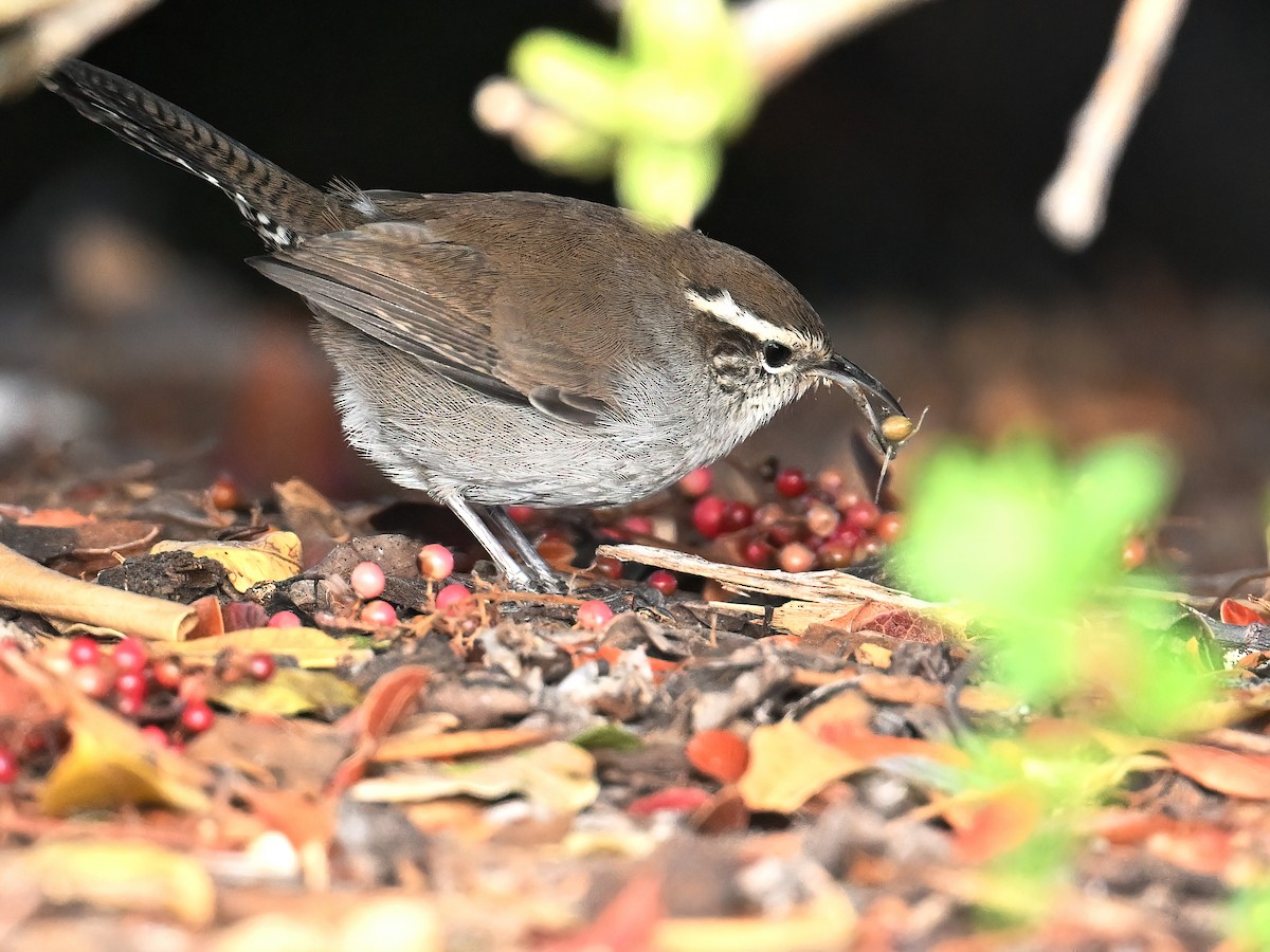 Bewick's Wren - ML626365787