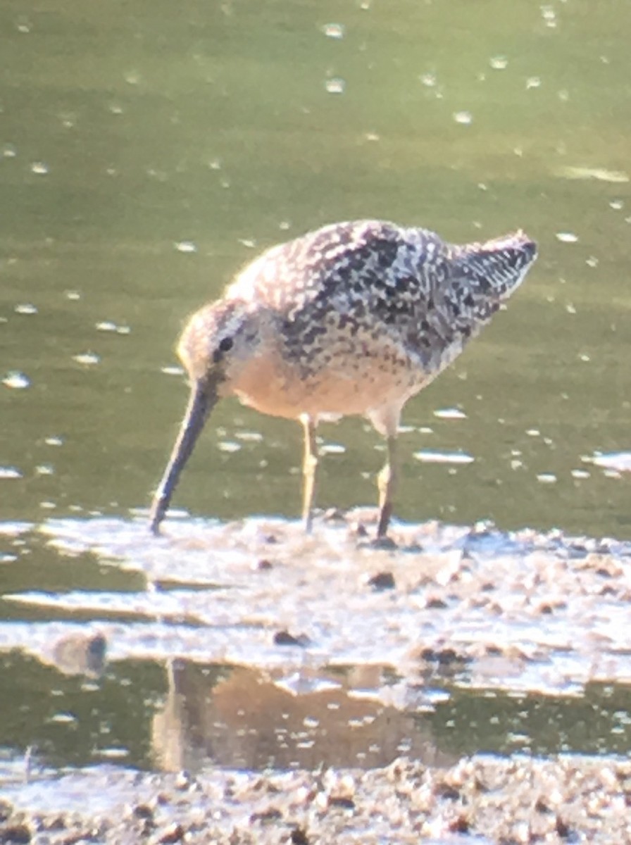 Short-billed Dowitcher - Steve and Cyndi Routledge