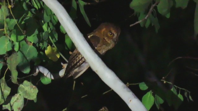Autillo Moluqueño (tempestatis) - ML626365933