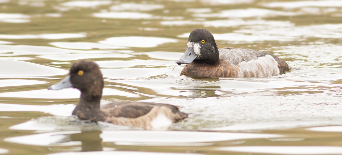 Greater Scaup - ML626365952