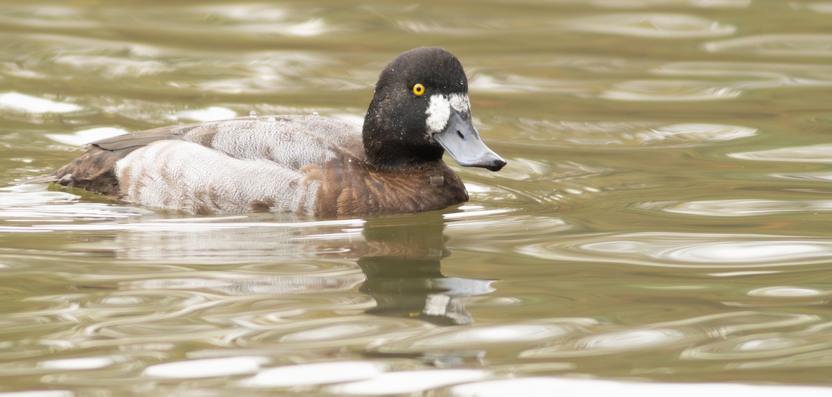 Greater Scaup - ML626365953