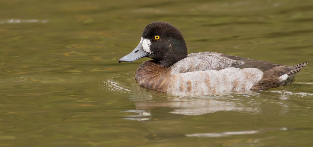 Greater Scaup - ML626365954