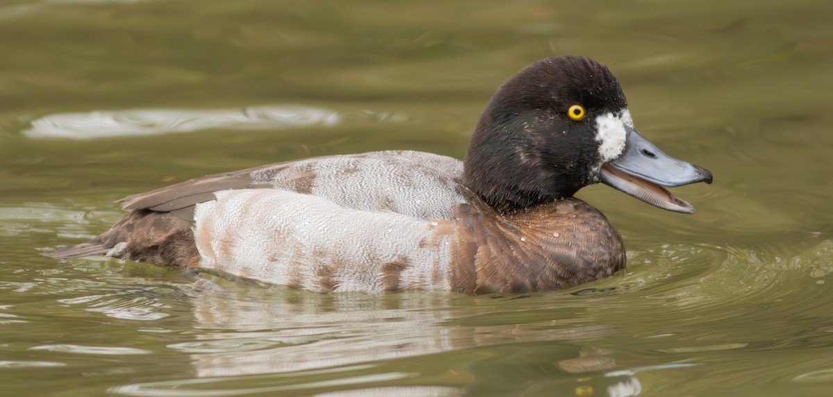 Greater Scaup - ML626365955