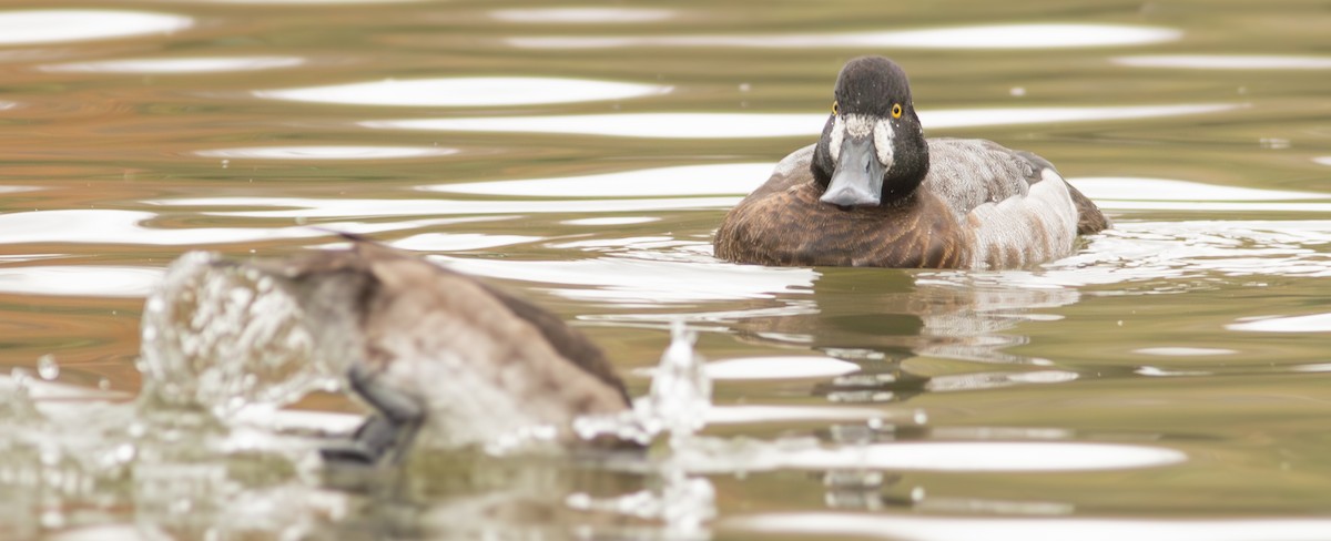 Greater Scaup - ML626365966