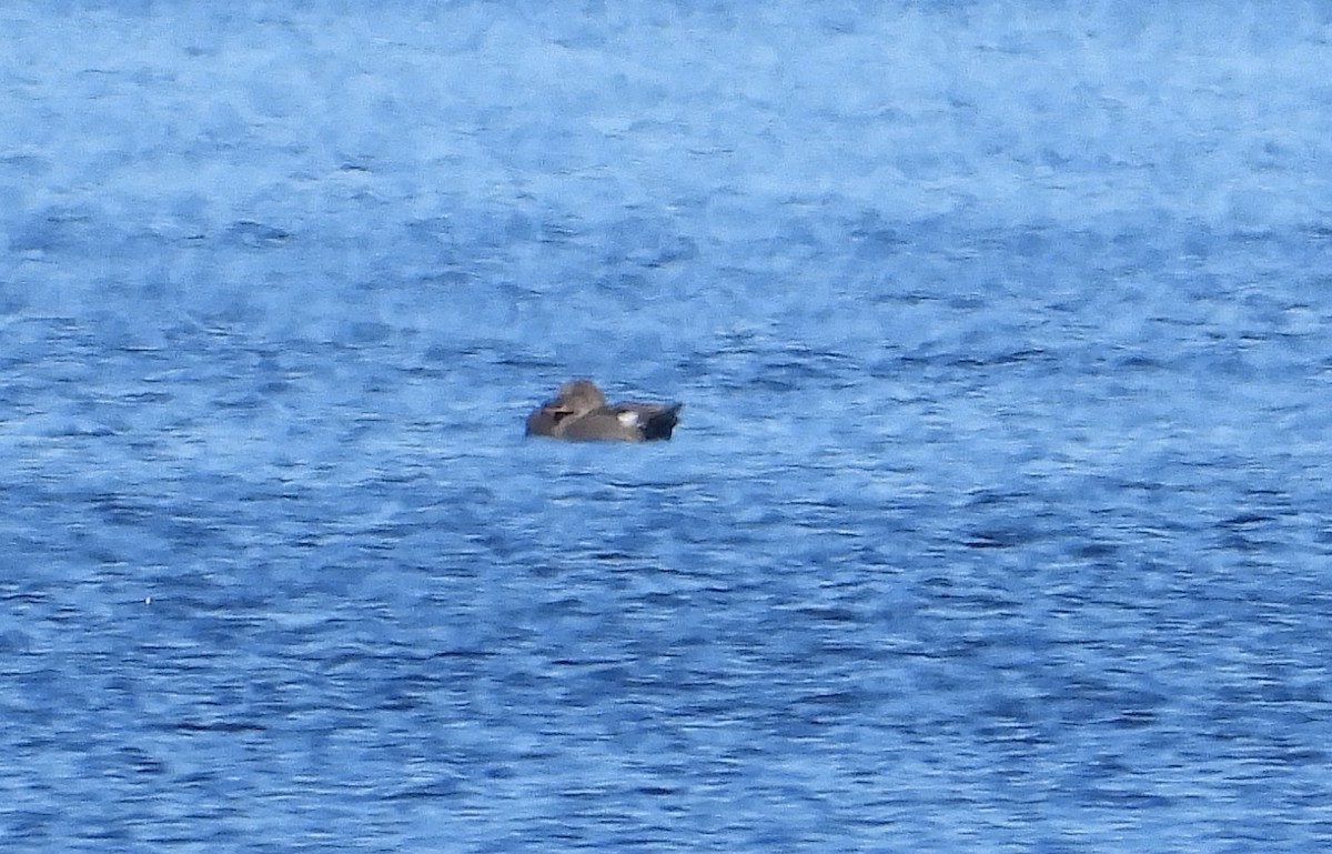 Gadwall - ML626366018
