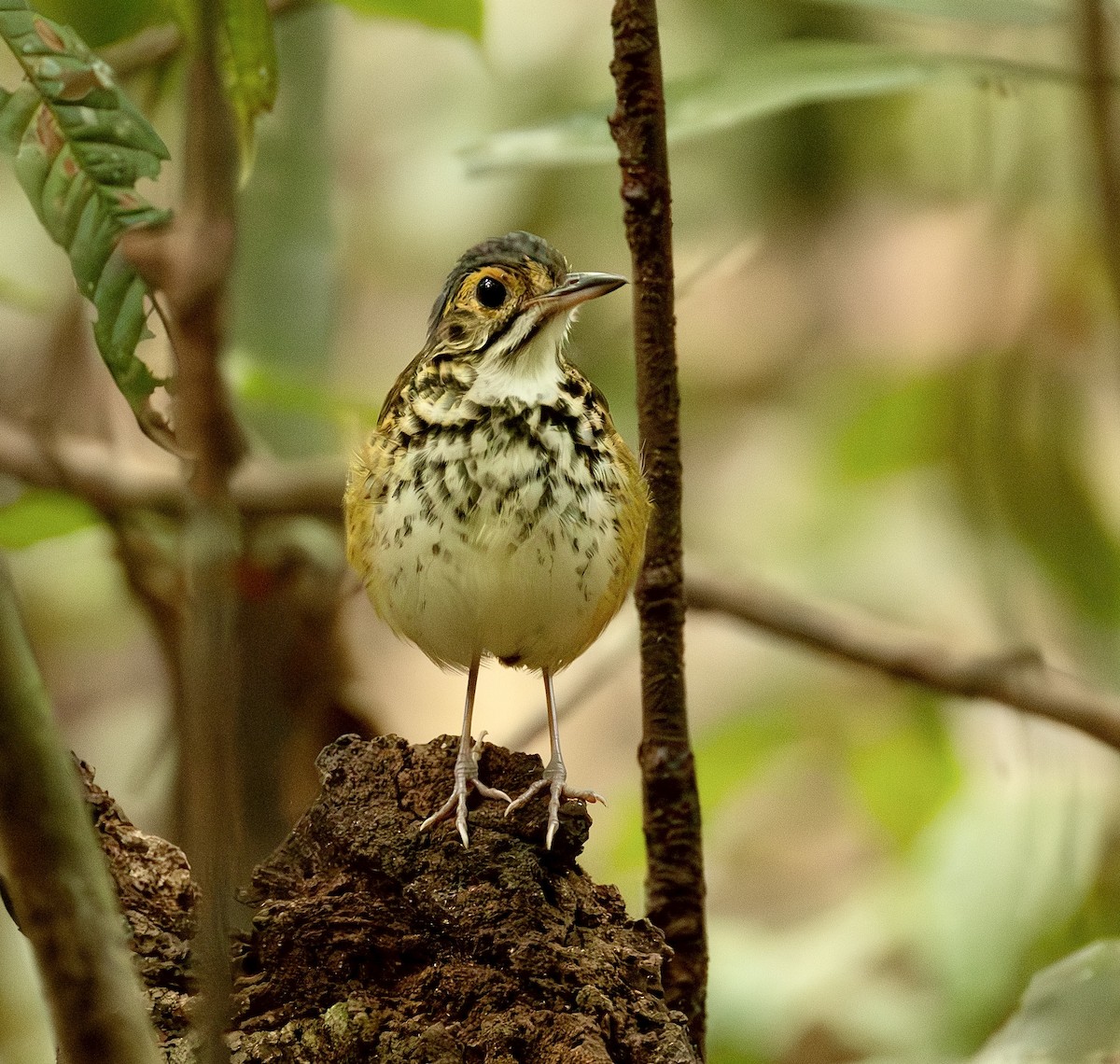 Alta Floresta Antpitta - ML626366090