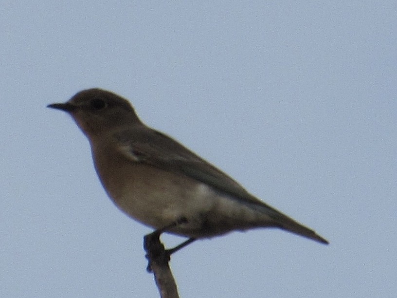 Eastern Bluebird - ML626366210