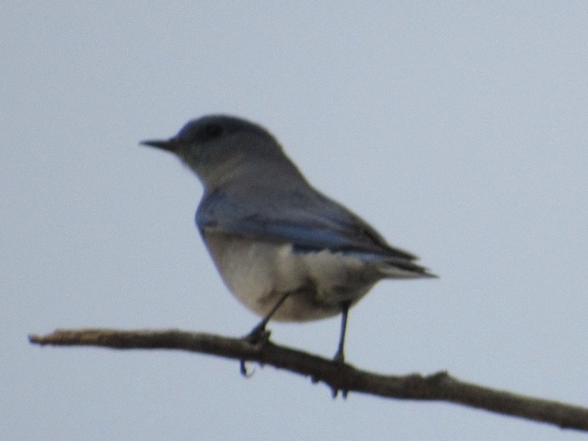 Eastern Bluebird - ML626366211