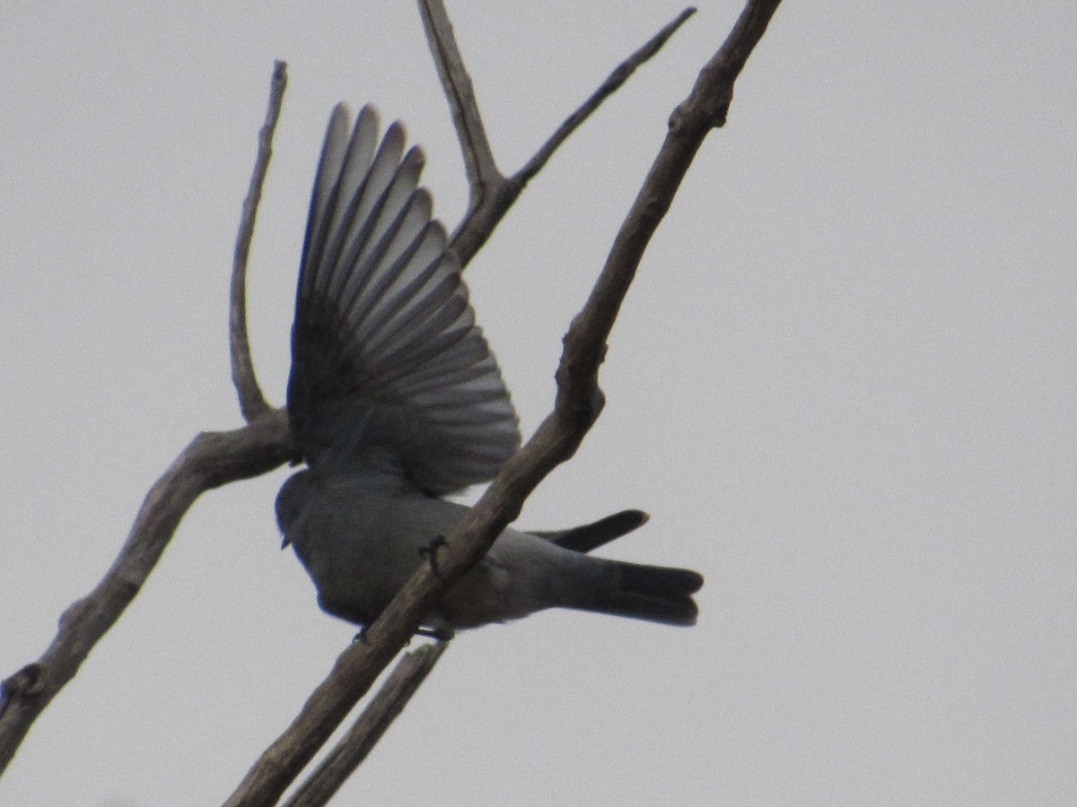 Eastern Bluebird - ML626366212