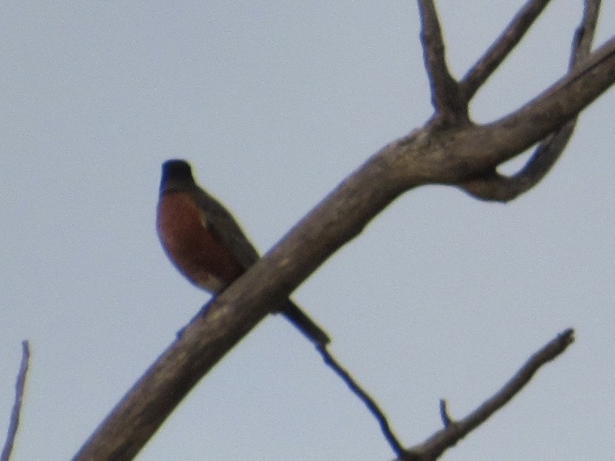 American Robin - ML626366217