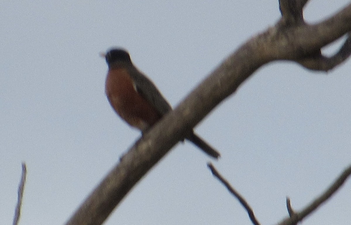 American Robin - ML626366218
