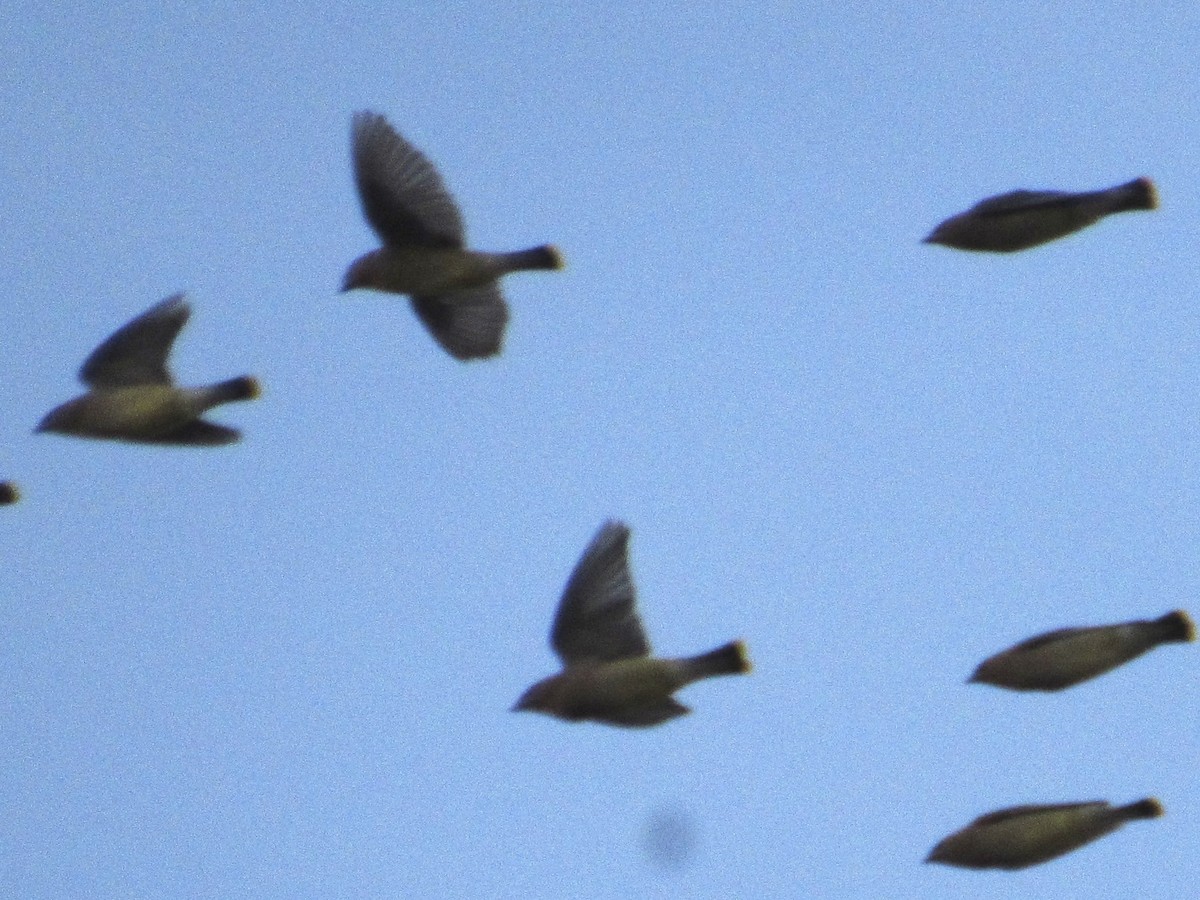 Cedar Waxwing - ML626366224