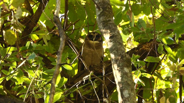 Brown Wood-Owl - ML626366257