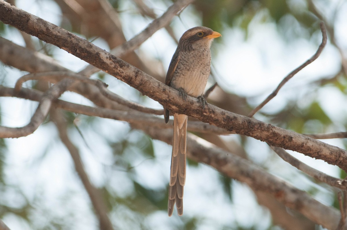 Yellow-billed Shrike - ML626366480
