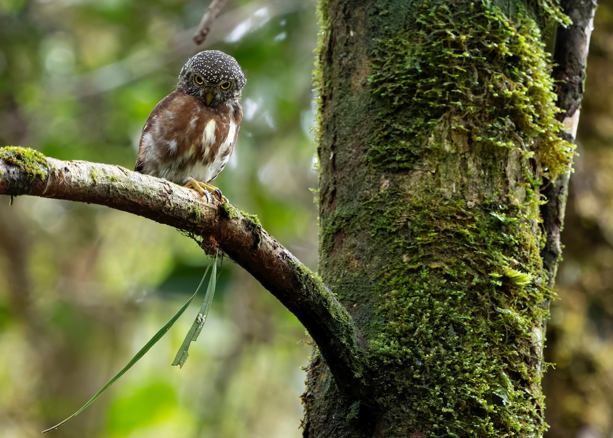 Sunda Owlet - ML626366527