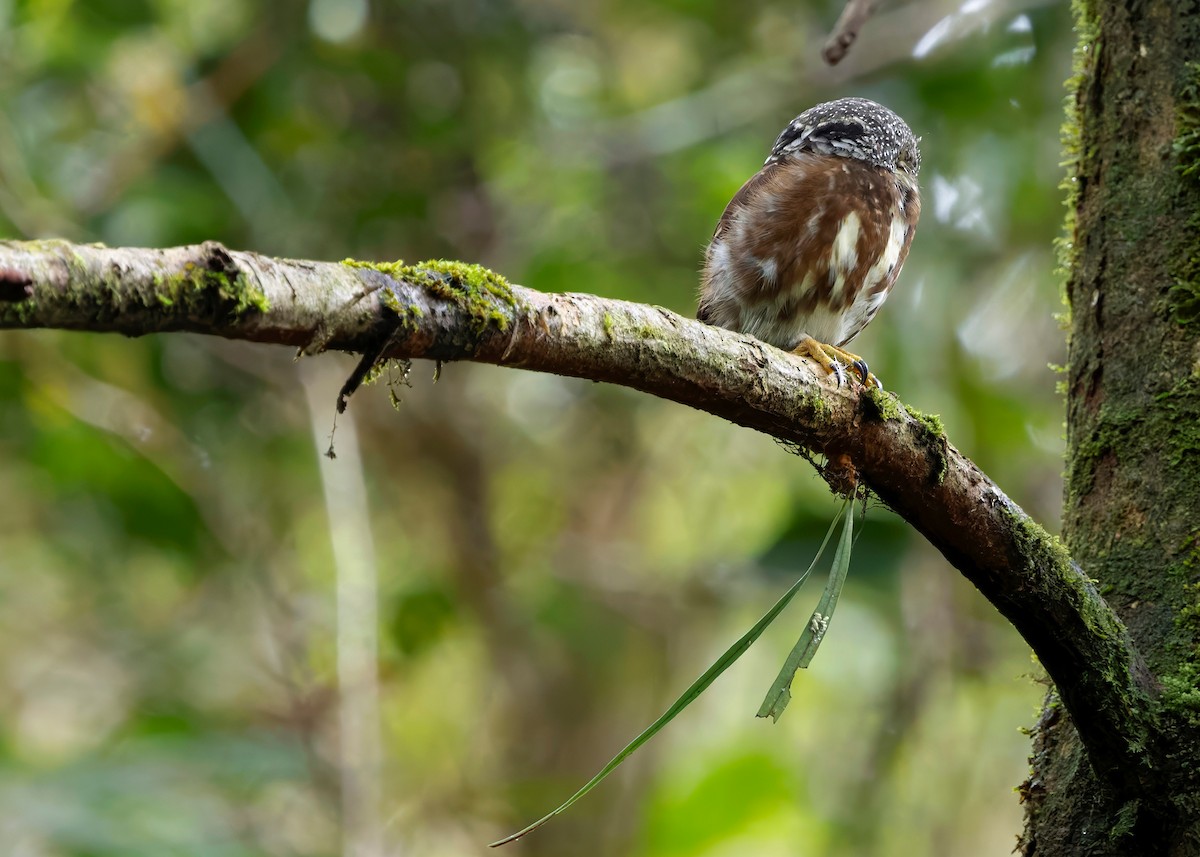 Sunda Owlet - ML626366529