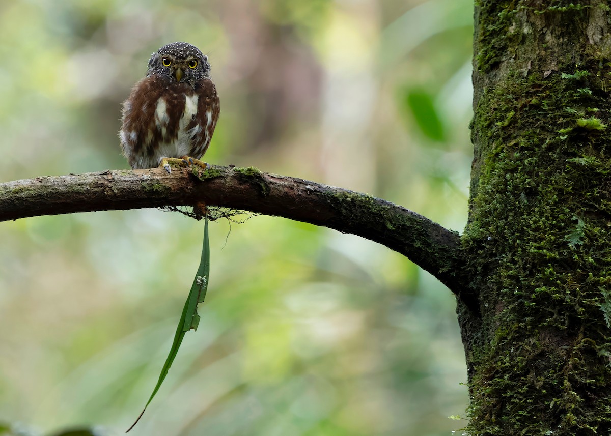Sunda Owlet - ML626366530