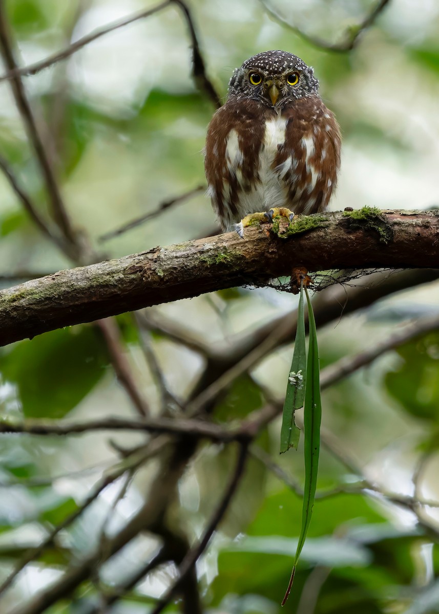 Sunda Owlet - ML626366531