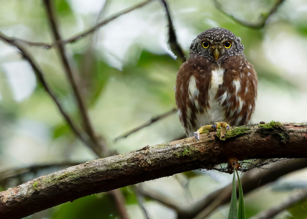 Sunda Owlet - ML626366532