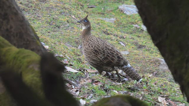 Himalayan Monal - ML626366538