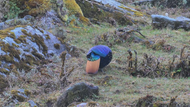 Himalayan Monal - ML626366542