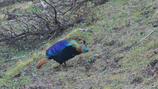 Himalayan Monal - ML626366544