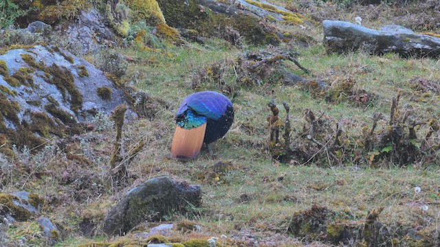 Himalayan Monal - ML626366545