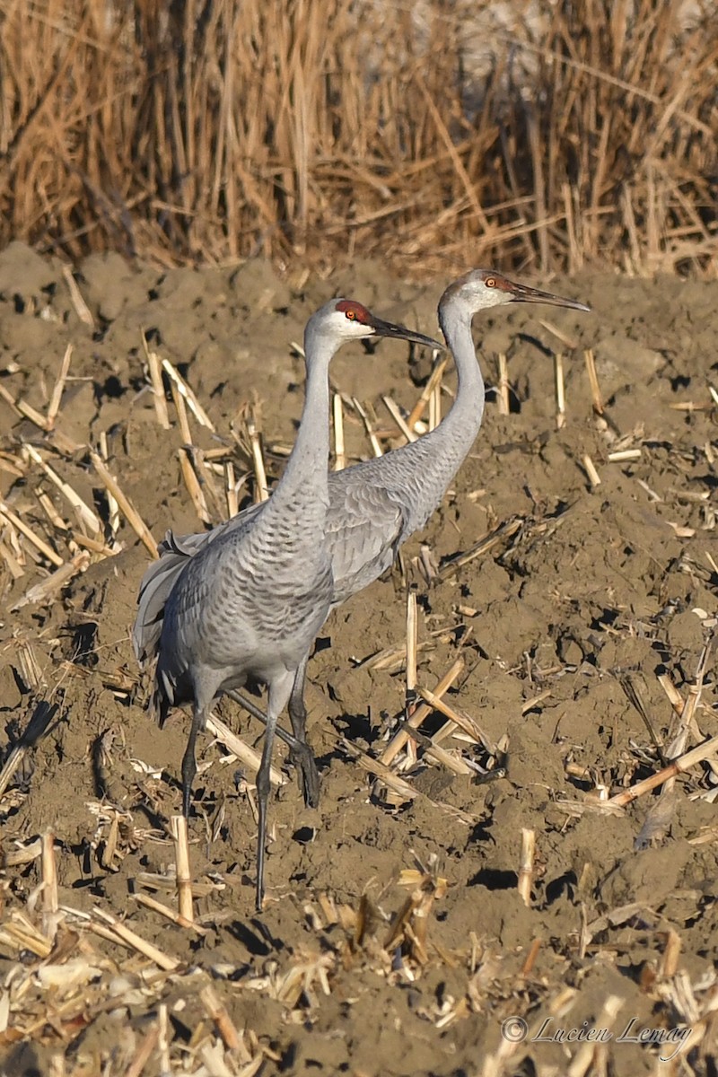 Sandhill Crane - ML626366569